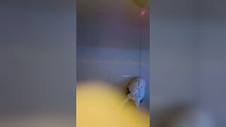 戰女狼 姐妹花KTV直播狂歡~!廁所內主動吃屌口交 短褲旗袍 和硬漢無情抽插後入 2